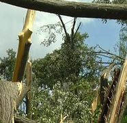 IMAGINI APOCALIPTICE! O tornada a smuls o padure intreaga din radacini
